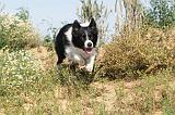 BORDER COLLIE 449
